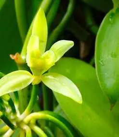 Vanille Bourbon de Madagascar - Afrikaanse vanillestokjes online kopen