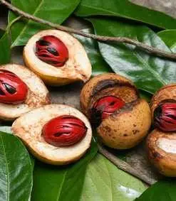 Nootmuskaatbollen-ongekalkt-kopen