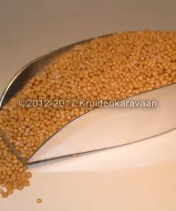 Mosterdzaad geel - gele mosterdzaadjes online bestellen